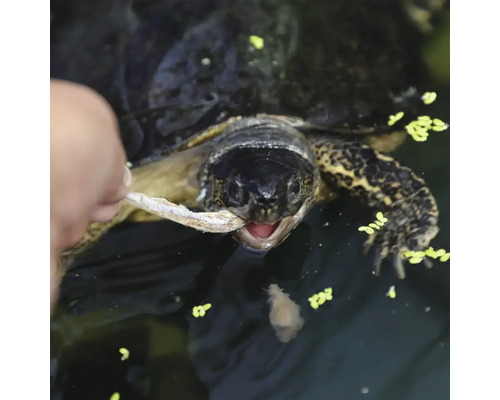 Gros plan d''une tortue mangeant de la nourriture à la main dans l''eau