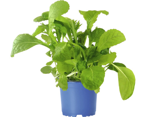Légume-feuille en pot