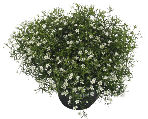 Gypsophile blanc FloraSelf Gypsophila muralis pot Ø 13 cm