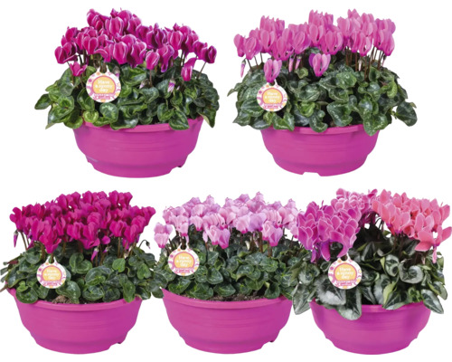 Cyclamen de Perse FloraSelf Cyclamen Patio coupe Ø 23 cm