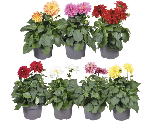 Dahlia nain FloraSelf Dahlia Dahlietta pot Ø 13 cm sélection aléatoire de variétés Dahlias de différentes couleurs en pots