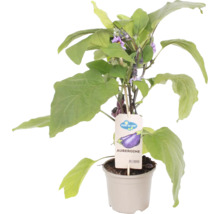 Aubergine FloraSelf Solanum melongena 'Jackpot' pot Ø 14 cm-thumb-1