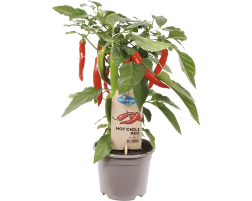 Piment FloraSelf Capsicum chinense 'Apache' pot Ø 14 cm