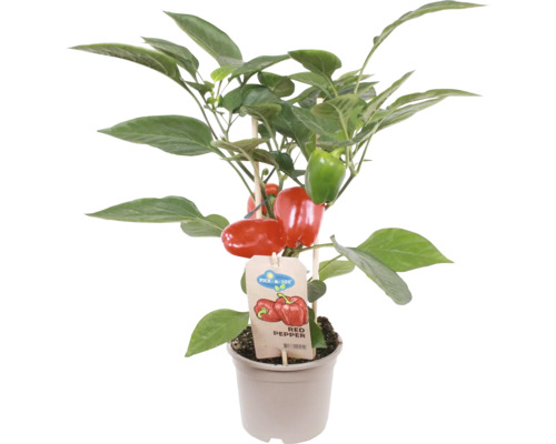 Snack-Paprika rot FloraSelf FloraSelf Capsicum annuum Ø 14 cm Topf