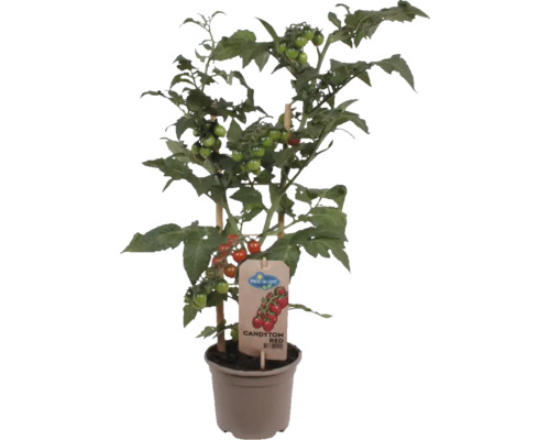 Snack-Tomate FloraSelf Lycopersicon esculentum 'Candytree' Ø 14 cm Topf