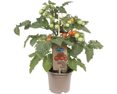 Tomate cerise amuse-gueule FloraSelf Solanum lycopersicum pot Ø 14 cm