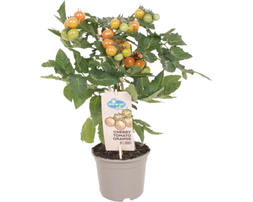 Snack-Kirschtomate FloraSelf Solanum lycopersicum Ø 14 cm Topf