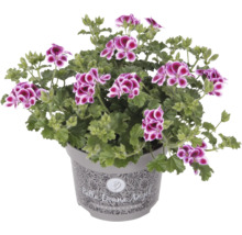 Géranium en pot avec des fleurs violettes