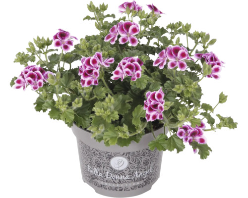 Pélargonium à grandes fleurs FloraSelf Pelargonium grandiflorum pot Ø 12 cm, petites fleurs