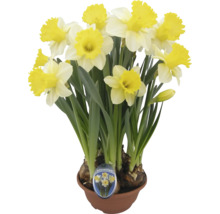 Jonquilles en pot