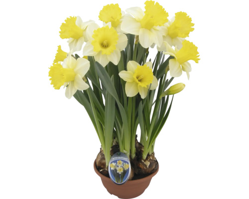 Jonquilles en pot