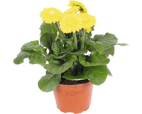 Gerbéra Sundayz® mélange FloraSelf pot Ø 12 cm, fleurs doubles