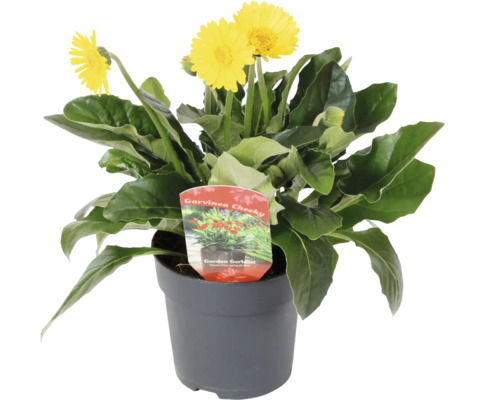 Gerbera Garvinea® Cheeky FloraSelf Ø 12 cm pot, gerbera de jardin avec de jolies petites fleurs