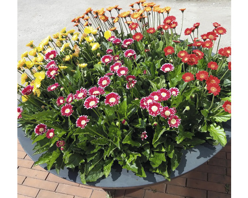 Gerbera Garvinea Cheeky FloraSelf  12 cm Topf, Gartengerbera mit  niedlichen kleinen Blten - HORNBACH Luxemburg