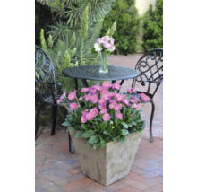 Scène de jardin avec des gerberas en fleurs en pot, table et chaises