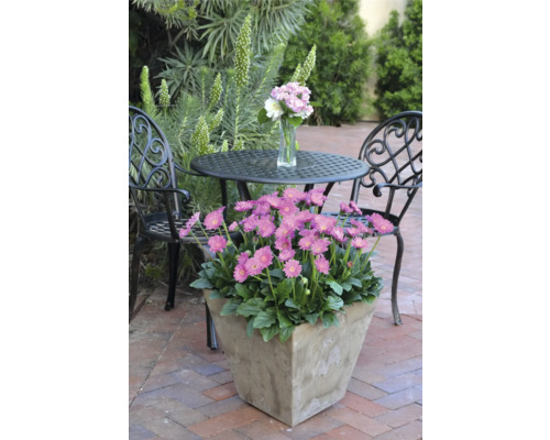 Scène de jardin avec des gerberas en fleurs en pot, table et chaises
