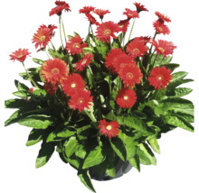 Arrangement de gerberas avec des fleurs rouges