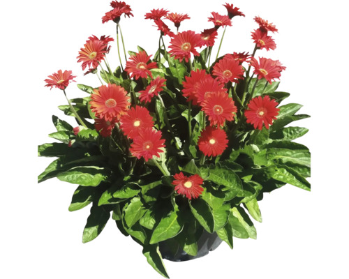 Arrangement de gerberas avec des fleurs rouges