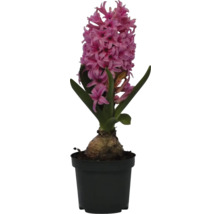 Jacinthe en pot