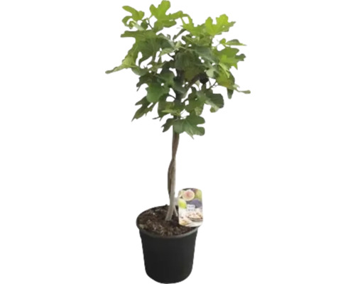 Figuier FloraSelf Ficus carica 'Black & White´ Ø pot 25 cm