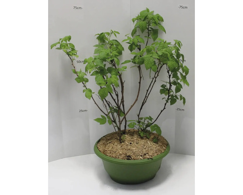 Himbeerpflanze im Topf mit grünen Blättern und Trieben