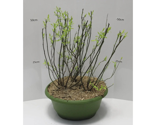 Topfpflanze mit jungen Trieben in einem runden Topf