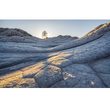 Paysage avec des rochers et un seul arbre