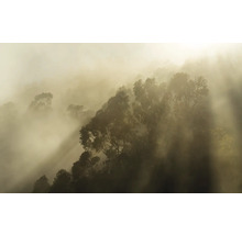 Scène avec des arbres et du brouillard