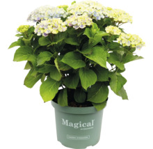 Magical Hortensie im Topf