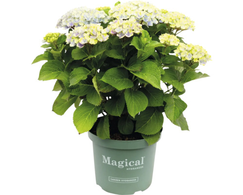 Magical Hortensie im Topf