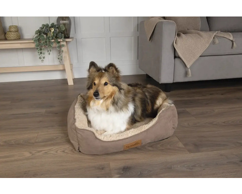 Hund in einem beigen Hundebett