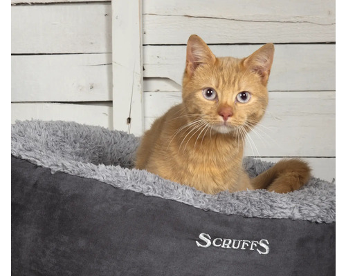 Chat roux dans un panier pour chat Scruffs gris