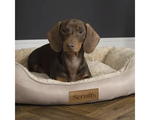 Dackel in einem Scruffs Hundebett