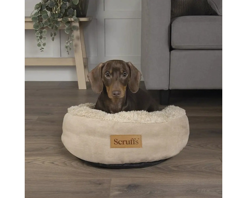 Teckel allongé dans un lit rond et clair pour chien avec le logo Scruffs