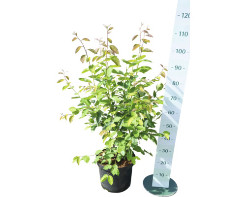 Pommier d''ornement en pot avec indication de taille