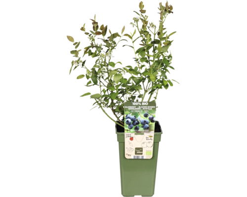 Heidelbeerpflanze im Topf