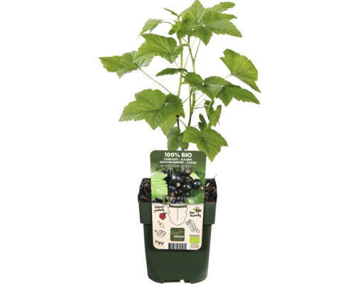 Schwarze Johannisbeere im Topf