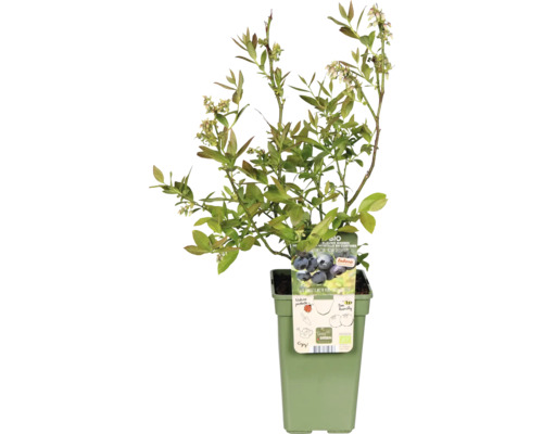 Blaubeerstrauch im Topf