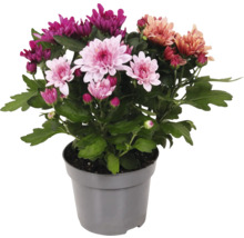 Chrysanthemenbusch im Topf mit verschiedenfarbigen Blüten