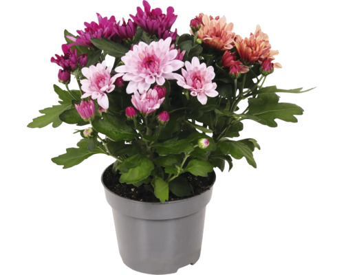 Chrysanthemenbusch im Topf mit verschiedenfarbigen Blüten