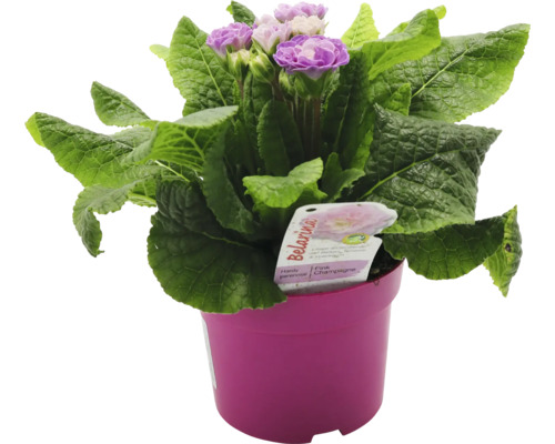 Primevère Belarina dans un pot