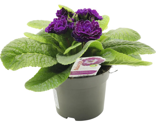 Primevère en pot avec des fleurs violettes et des feuilles vertes.