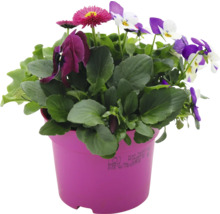 Arrangement floral en pot avec des pâquerettes et des pensées