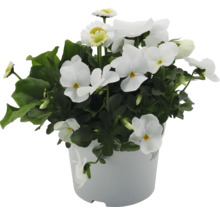 Pot avec des pensées blanches et des pâquerettes