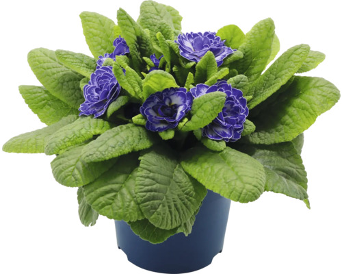 Primevère en pot avec des fleurs violettes et des feuilles vertes dans un pot.