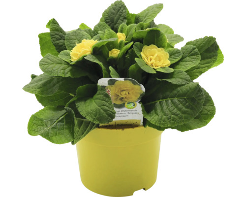 Primevère jaune en pot