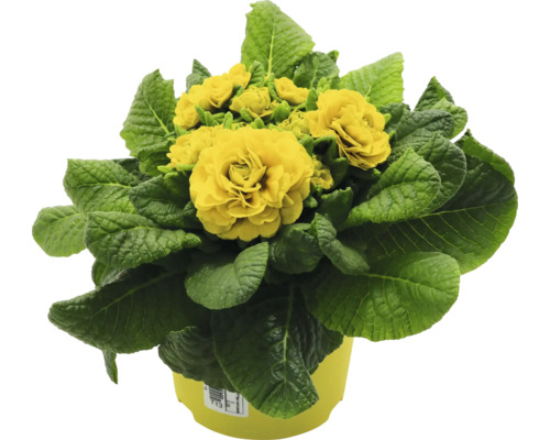 Primevère double en pot