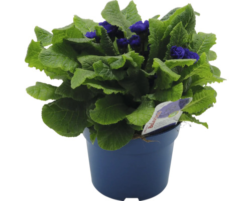 Pot bleu avec primevère fleurie