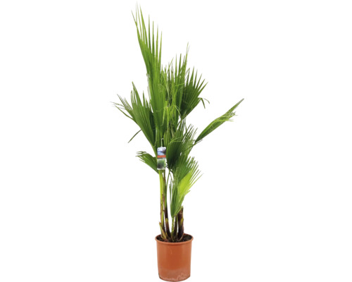 Palmier de Washington, Washingtonia FloraSelf Washingtonia robusta h env. 140 cm pot Ø 27 cm, Édition anniversaire 35 ans FloraSelf