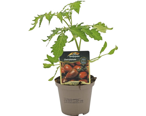 Plant de tomates cerises en pot